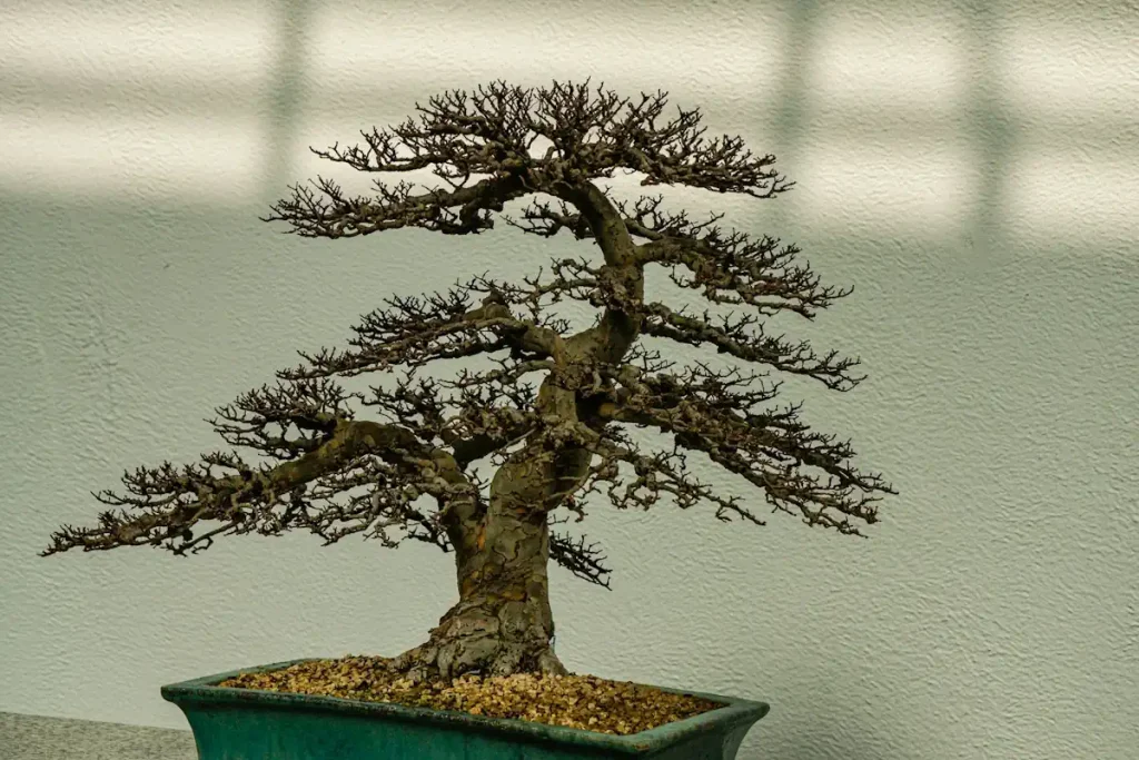 Why Is My Bonsai Tree Turning Brown? Causes & Fixes - Miyagi Bonsai