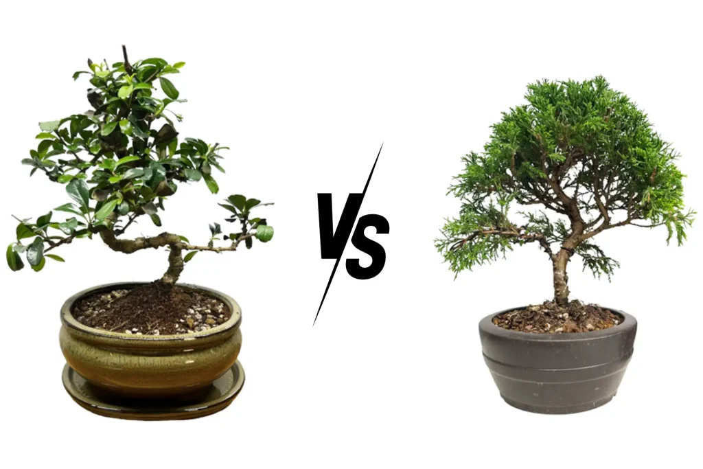 Indoor vs Outdoor Bonsai: Key Differences & Which Is Right for You - Miyagi Bonsai
