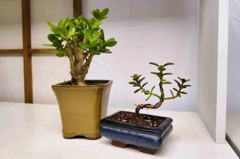 Easiest Bonsai Tree to Take Care Of (Beginner-Friendly Guide) - Miyagi  Bonsai
