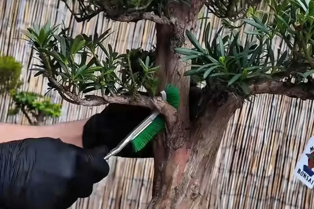 How to Grow a Bonsai Tree: Step-by-Step Beginner Guide - Miyagi Bonsai
