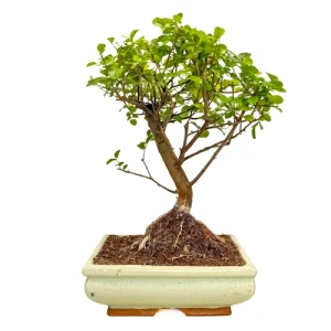 Chinese Sweet Plum 32cm