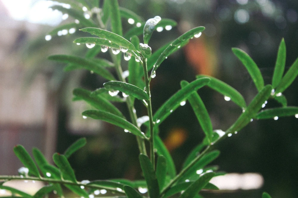 linear narrow leaves in close-up outdoors, covered in rain droplets on a bright day