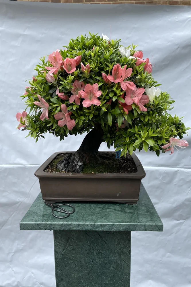 crassula tetragona bonsai Mini Pine Tree Succulent - Crassula Tetragona main image 1