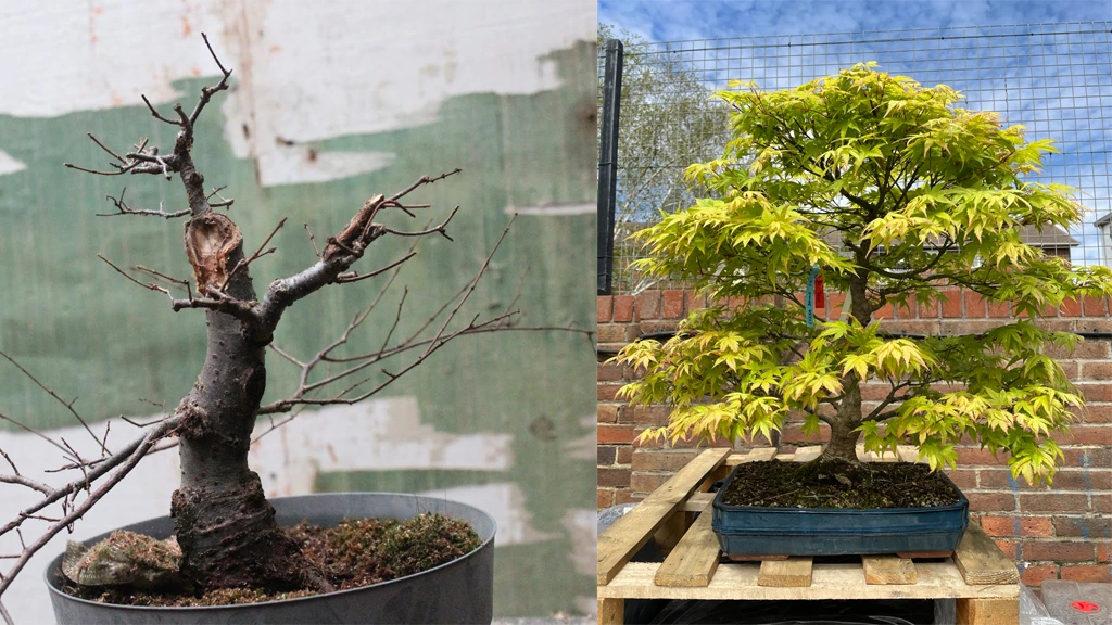 Split image comparing a bare, dead bonsai tree on the left with a lush, sunlit bonsai in full foliage on the right