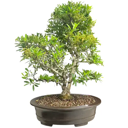 Meaning of Bonsai: Symbolism, History, and What Bonsai Represents - Miyagi  Bonsai
