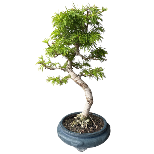 Golden Larch 51cm
