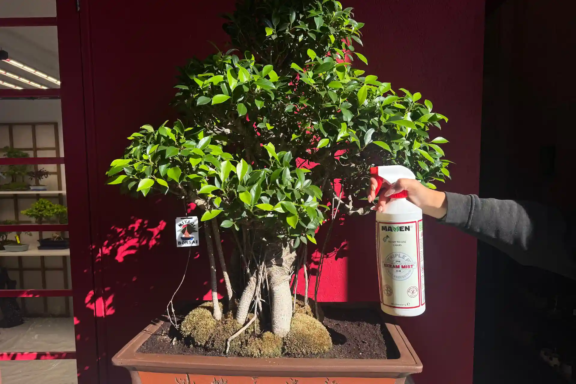 How to Get Rid of Bugs on a Bonsai Tree (Safe & Effective Methods) - Miyagi  Bonsai