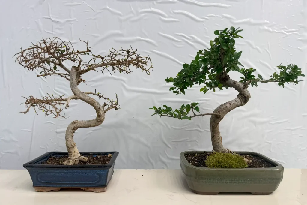 How to Revive a Dying Bonsai Tree (Dead vs Dormant Explained) - Miyagi  Bonsai