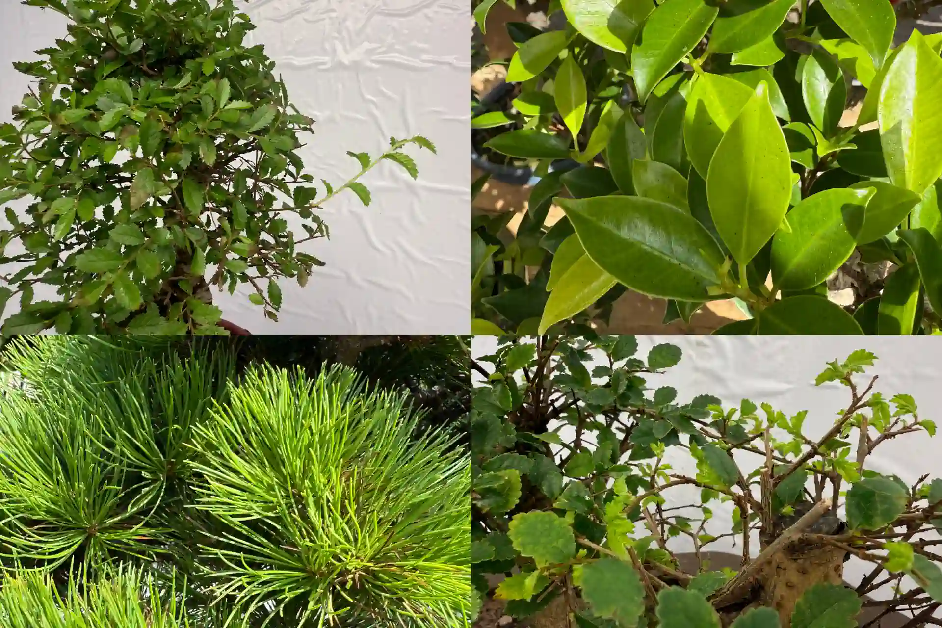 fiddle leaf fig pot size 6-8ft Fiddle Leaf Fig