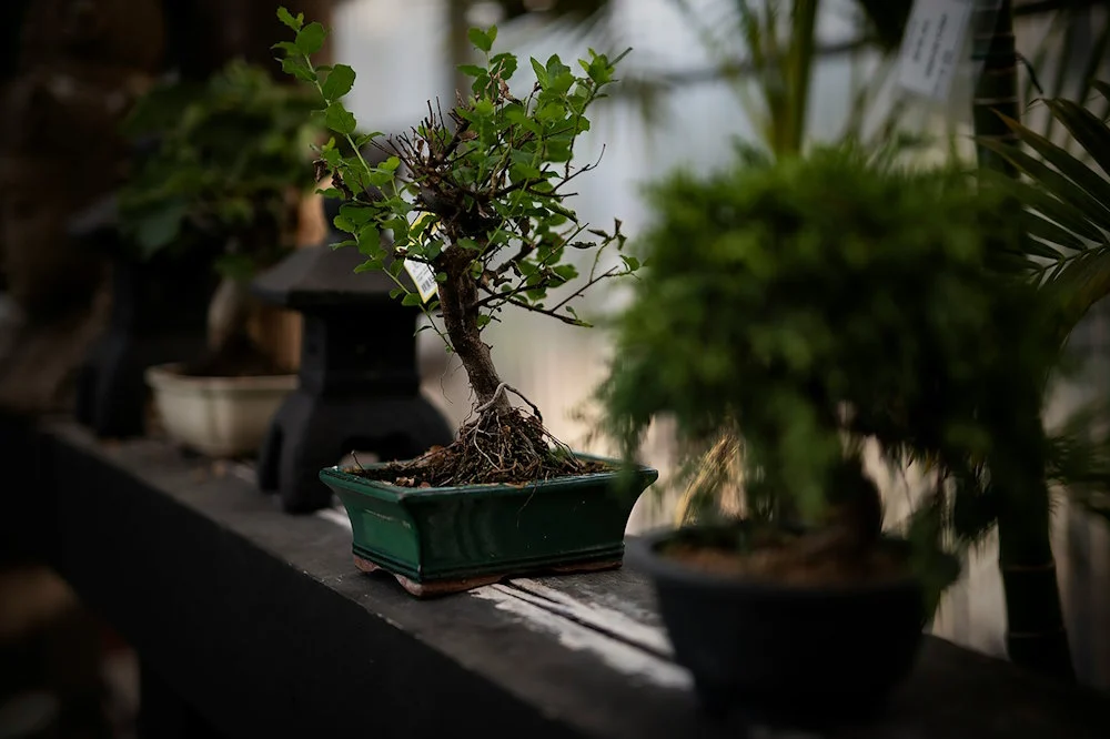 elm bonsai Chinese Elm Bonsai Tree -Trained Curve Trunk Style