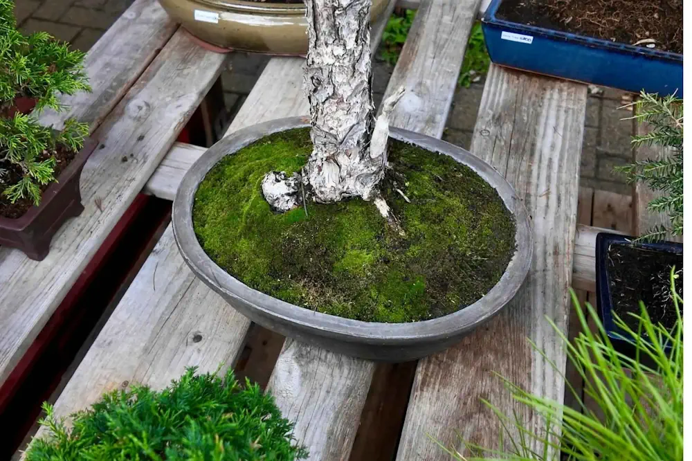 Best Ground Cover for a Bonsai Tree (Moss, Plants & Gravel Compared) -  Miyagi Bonsai