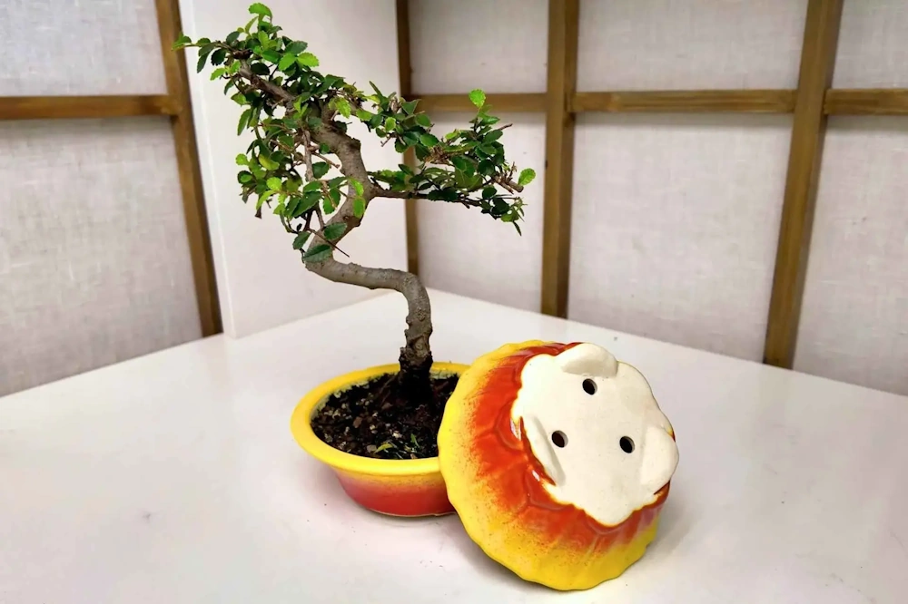 Do Bonsai Pots Need Drainage Holes? (Yes, Here's Why It Matters) - Miyagi  Bonsai