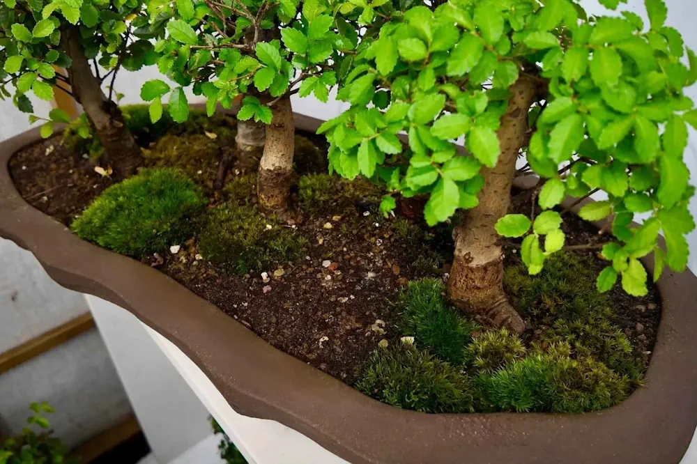 Close-up of soil surface on a forest-style Chinese elm bonsai, with moss and pebbles visible