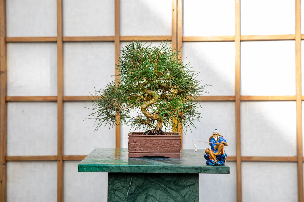 Small Bonsai Twisted Trunk