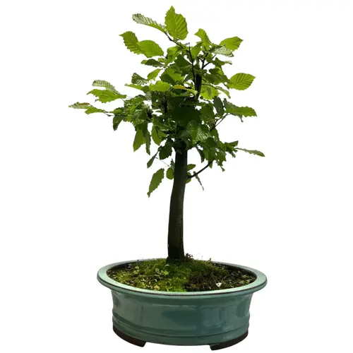 Hornbeam 49cm