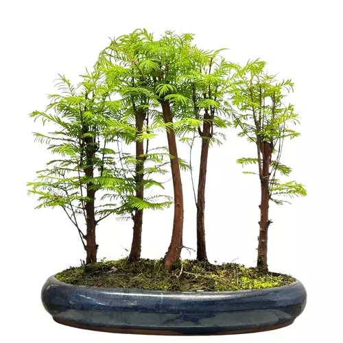 Dawn Redwood 43cm