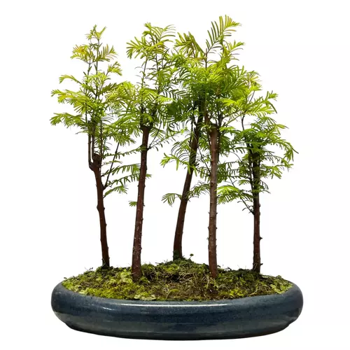 Dawn Redwood 37cm