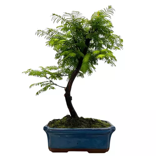 Dawn Redwood 44cm