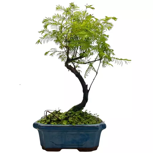 Dawn Redwood 43cm