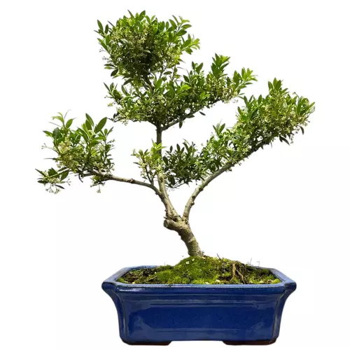 Japanese Holly 46cm