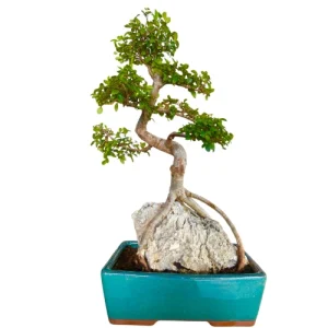 Chinese Elm 48cm Inc Tray