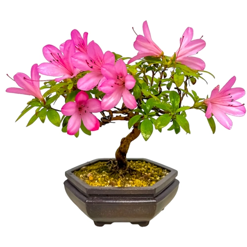 Beautiful Satsuki Azalea 20cm