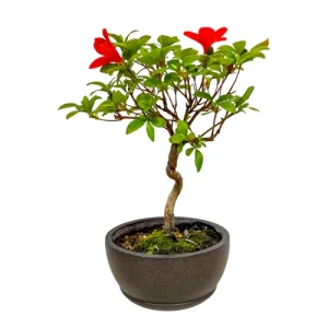 Artistic Satsuki Azalea 37cm