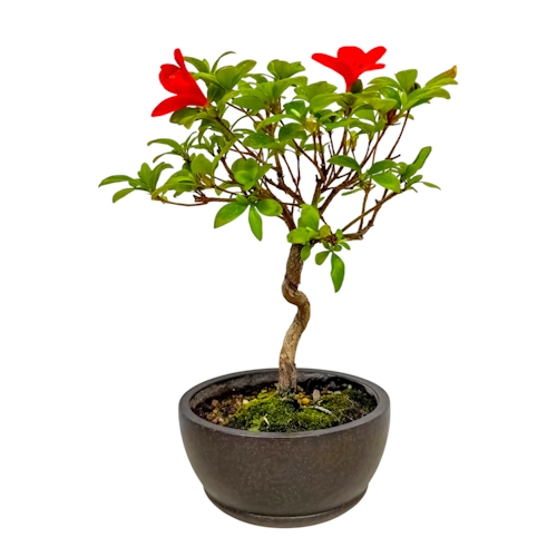 Artistic Satsuki Azalea 37cm