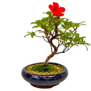 Perfect Satsuki Azalea 29cm