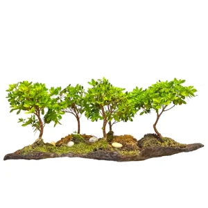 Satsuki Azalea Forest