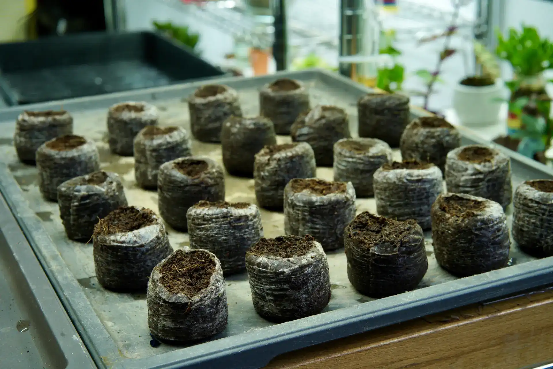 Bonsai Feed and Soil Guide for Beginners | Healthy Roots & Growth - Miyagi  Bonsai