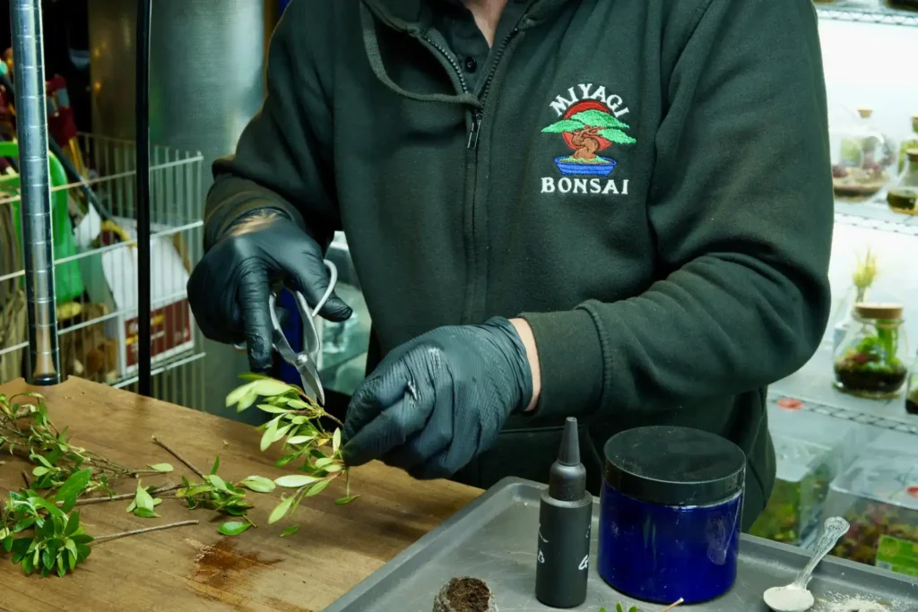Person in Miyagi Bonsai branded clothing and latex gloves, taking cuttings from foliage with pruners