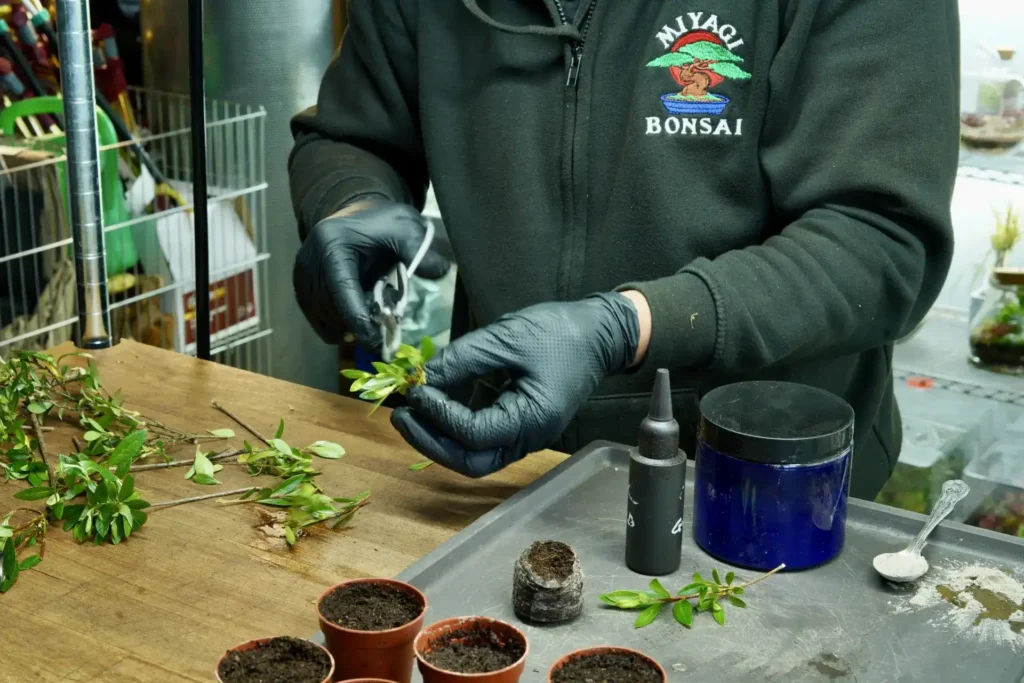 Bonsai Branch Cutters: Beginner's Guide to Choosing the Right Tools -  Miyagi Bonsai