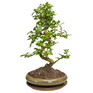 Fukien Tea Tree Inc Tray 49cm