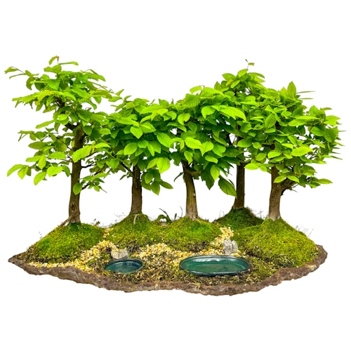 Hornbeam Forest 48cm