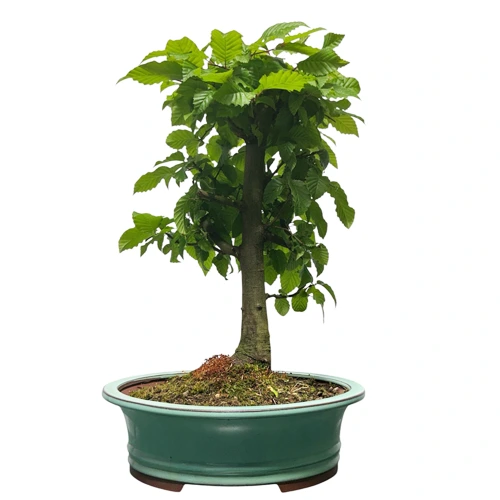 greengate bambus BambuLabs PLA: Grey – GreenGate3D