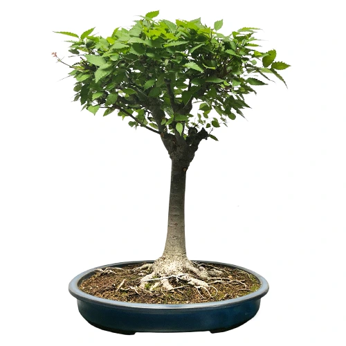 Zelkova - Japanese Elm 57cm