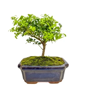 Japanese Holly 22cm