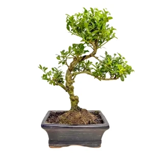 Japanese Holly 33cm