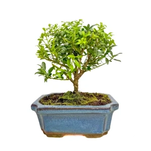 Japanese Holly 22cm