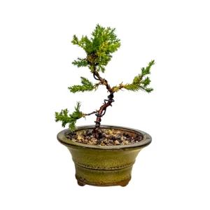 Mini Juniper 20cm