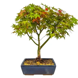Acer Deshojo 48cm