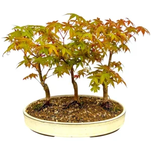 buy gloriosum philodendron Philodendron Gloriosum x Maximum – Casa Botanica main image 1