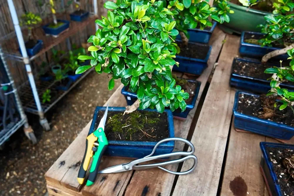 Bonsai Pruners