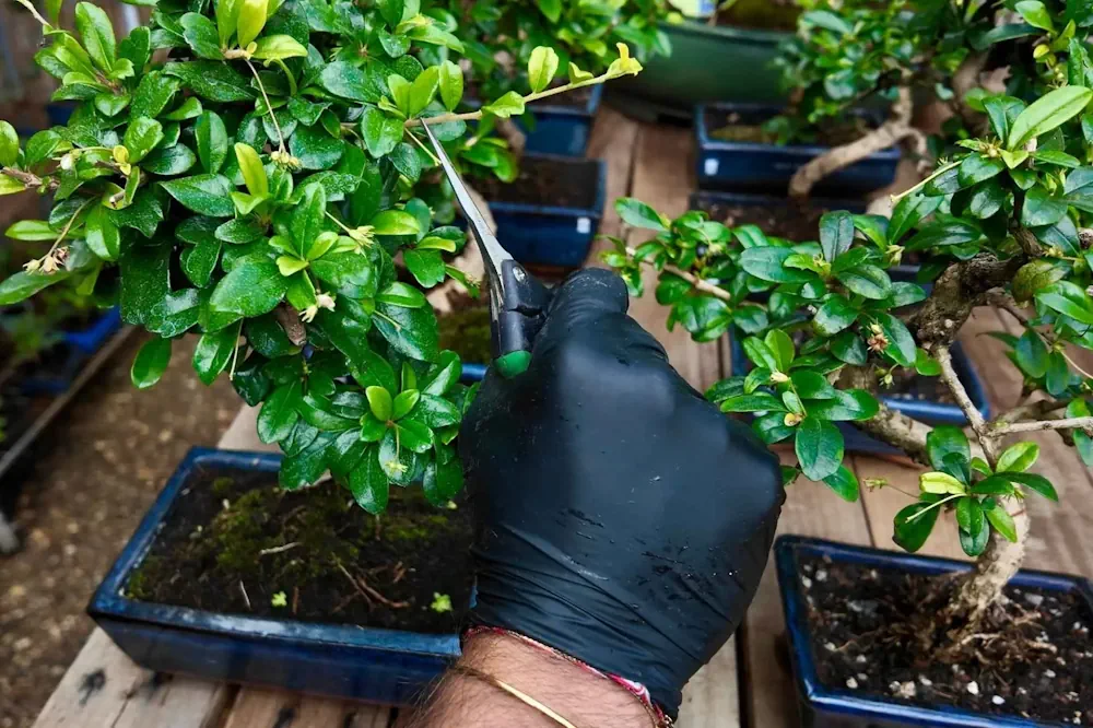 Bonsai Pruners: How to Use, Maintain, and Care for Pruning Shears - Miyagi  Bonsai
