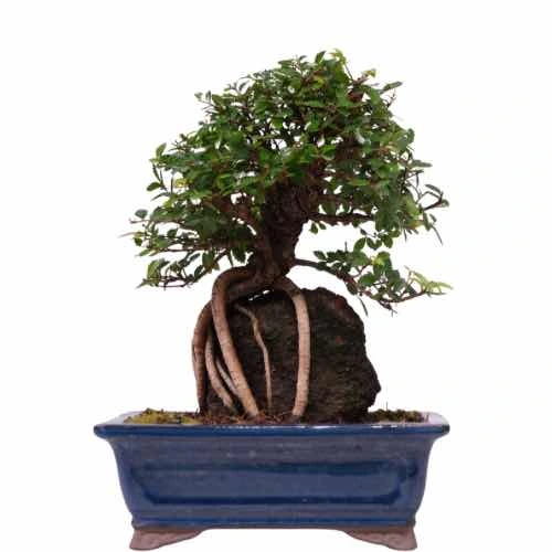 Root Over Rock Chinese Elm Inc Tray 32cm (2830)