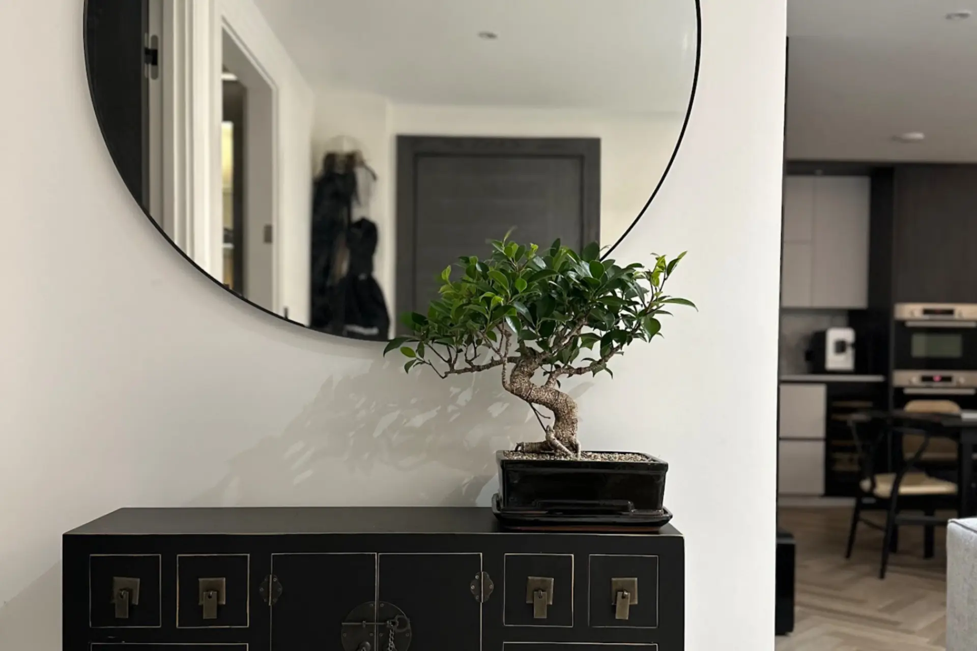 salix integra bonsai Salix integra 'Hakuro Nishiki' ('Flamingo') main image 1
