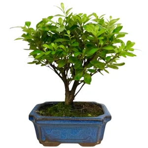 Satsuki Azalea 26cm