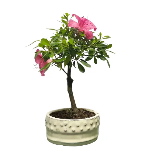 Perfect Satsuki Azalea 41cm - Miyagi Bonsai
