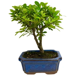 Satsuki Azalea 26cm